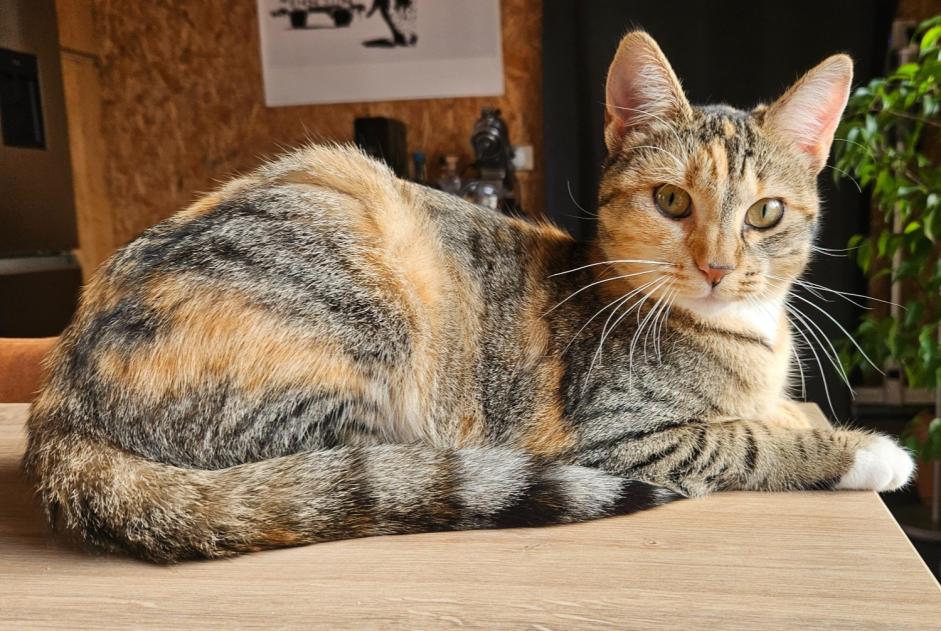 Alerta de Desaparición Gato cruce  Hembra , 1 años Le Pecq Francia